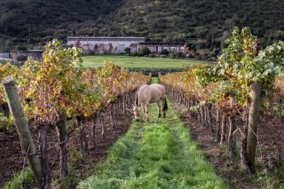 https://en.cowchile.cl/wp-content/uploads/2022/03/Odfjell_Vineyards_02-320x213.jpg