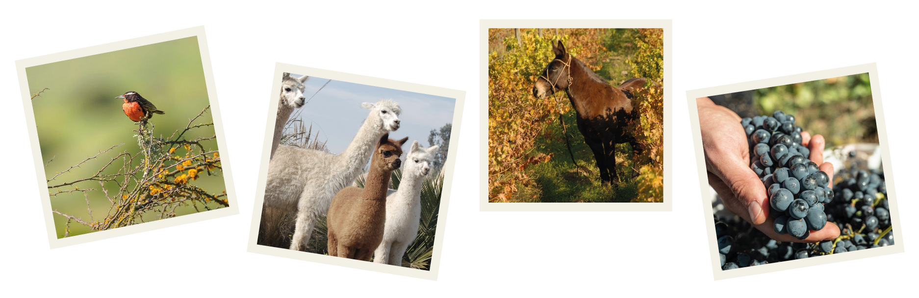 https://en.cowchile.cl/wp-content/uploads/2022/05/Web-COW-fotos-polaroid60.png